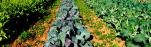 cultivo-produccion-ecologica